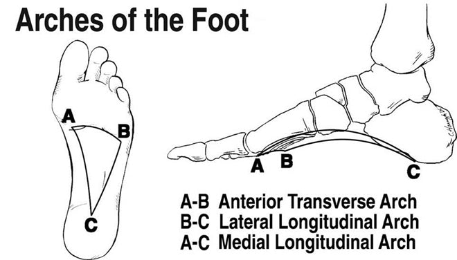 arches of the foot