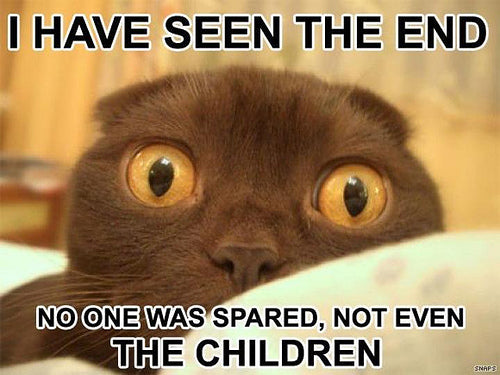 funny kittne pictures