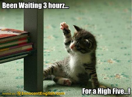 funny kitten images yes please