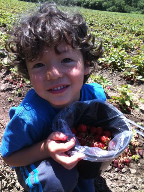 Pick Your Own Strawberries 2