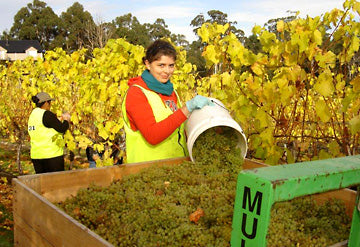 Panorama Vineyard
